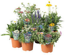 Stauder 17 cm potte